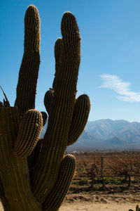 Big cactus argentinian landscape in san salvador de jujuy
