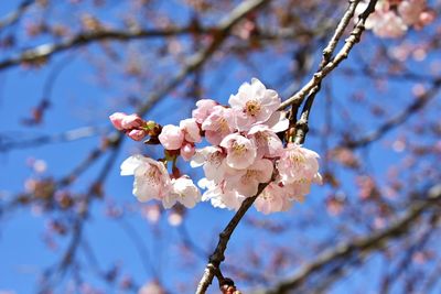 Low angle view of cherry blossoms in spring