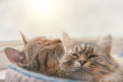 Close-up of cat resting