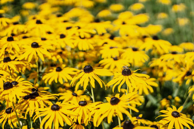 Close-up of yellow flowering plants on field