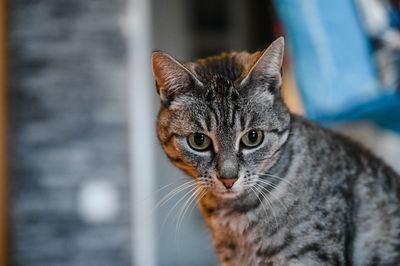 Close-up portrait of tabby cat