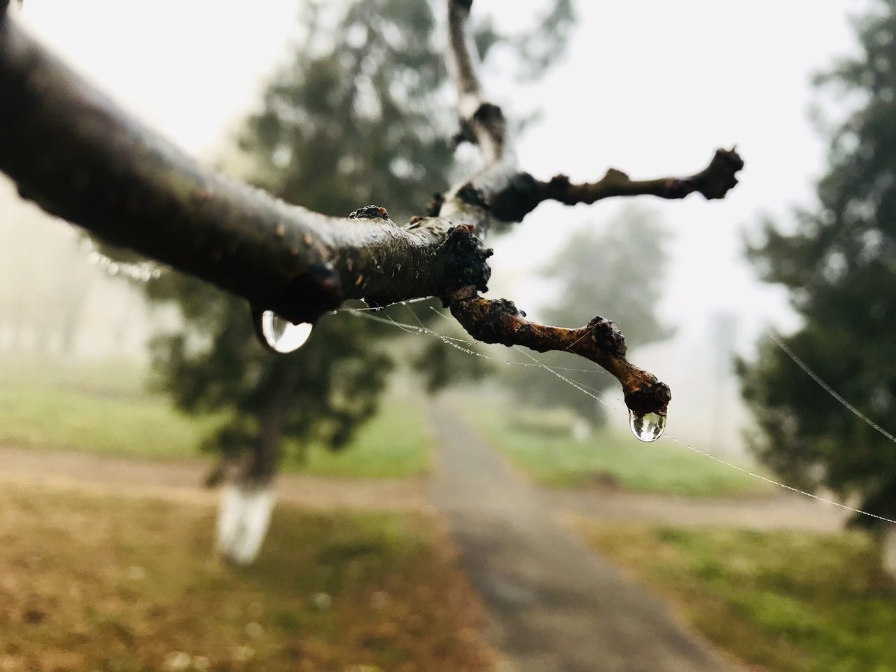 tree, plant, nature, motion, branch, day, focus on foreground, outdoors, flower, mid-air, sky