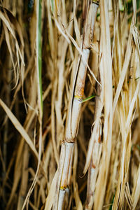 Close-up of dead sugar plant on land