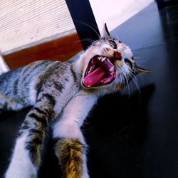 Close-up of cat yawning