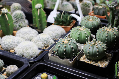 Close-up of cactus for sale at market stall