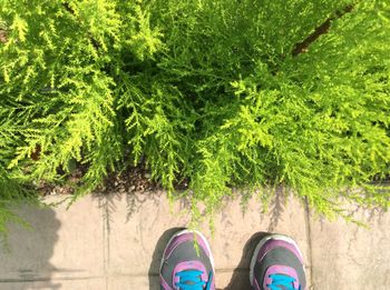 Low section of person wearing shoes by plants