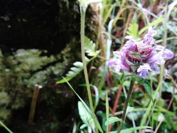 Close-up of purple flowers