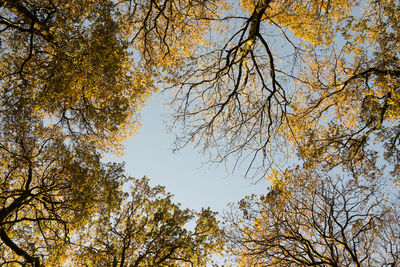 Low angle view of trees against sky during autumn