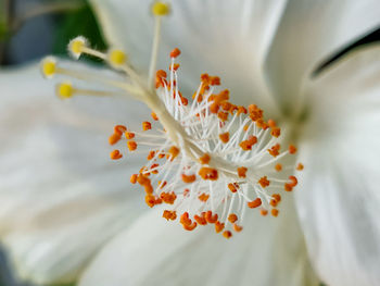 Close-up of white flowering plant