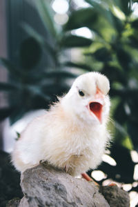 Close-up portrait of a bird