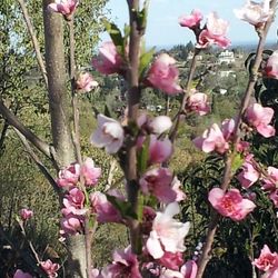 Close-up of pink flowers