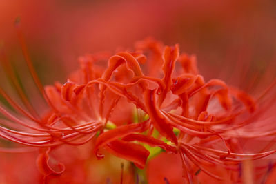 Close-up of red rose flower