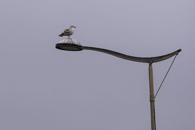 Low angle view of bird perching on street light against sky