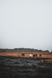 Horses grazing of field against clear sky