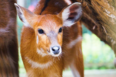 Close-up portrait of deer