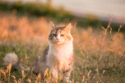 Cat sitting on field