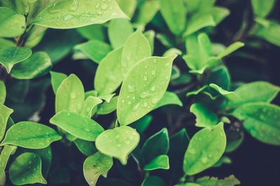 Close-up of raindrops on leaves