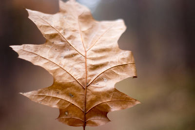 Close-up of dry maple leaf