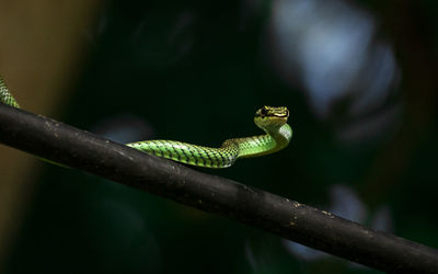 Close-up of lizard on branch