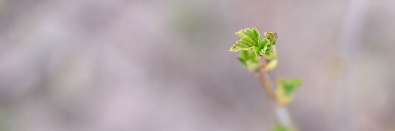 Close-up of flower buds on land