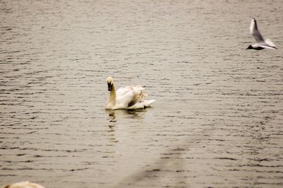 View of swan swimming in lake