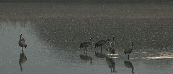Birds in lake
