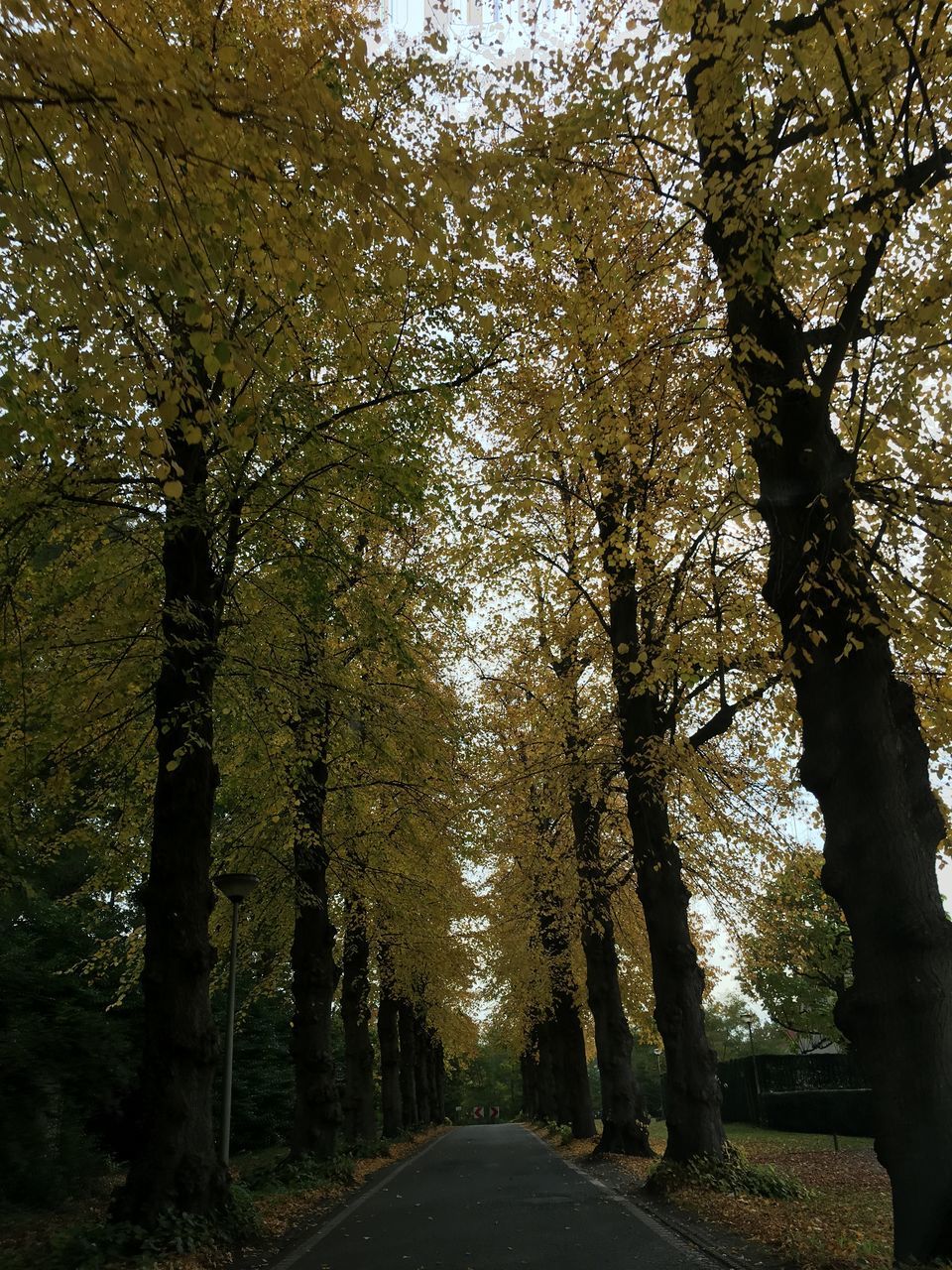 tree, branch, tranquility, tree trunk, growth, nature, water, reflection, tranquil scene, sunlight, built structure, day, park - man made space, beauty in nature, no people, outdoors, scenics, forest, lake, architecture