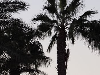 Low angle view of palm trees against sky