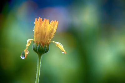 Close-up of flowering plant