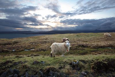 Sheep standing in a field