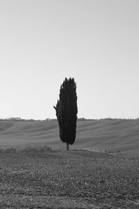 Tree on field against clear sky