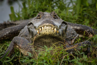 Close-up portrait of a alegatos yacare