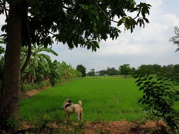 Sheep in a field