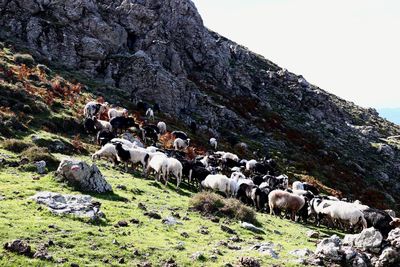 View of sheep grazing on land