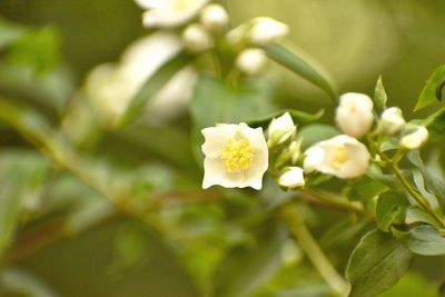 Close-up of white flowering plant