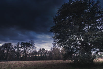 Trees against sky