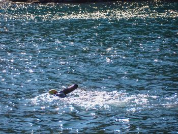 Duck swimming in sea