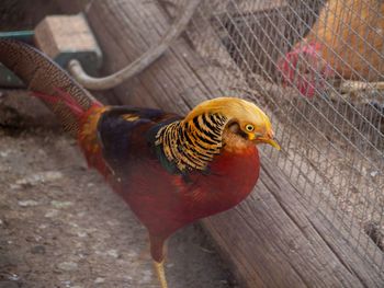 Close-up of a bird