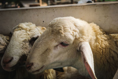 Close-up of cow