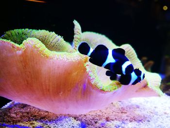 Close-up of fish in aquarium