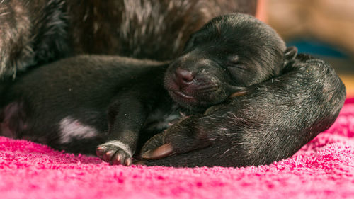 Close-up of puppy sleeping