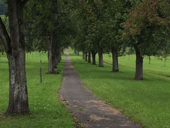 Footpath amidst trees in park