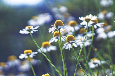 Close-up of daisies blooming outdoors