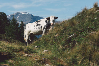 Cow standing on grassy hill against sky