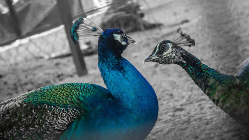 Close-up of peacock