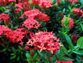 Close-up of pink flowering plants in park