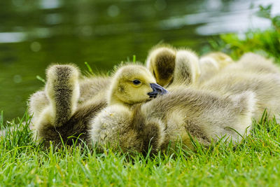 Close-up of ducklings in grass