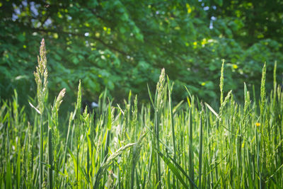 Close-up of grass on field