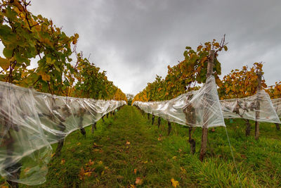 Grapes in a vineyard in german rheingau region wrapped in plastic for the production of icewein