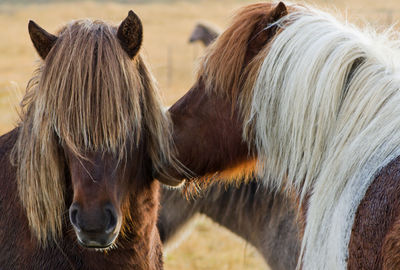 Close-up of a horse